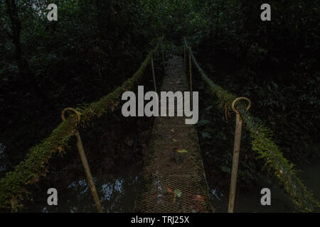 Un petit pont dans la forêt amazonienne, menant sur un canal, et recouverts de mousse et d'épiphytes. Banque D'Images