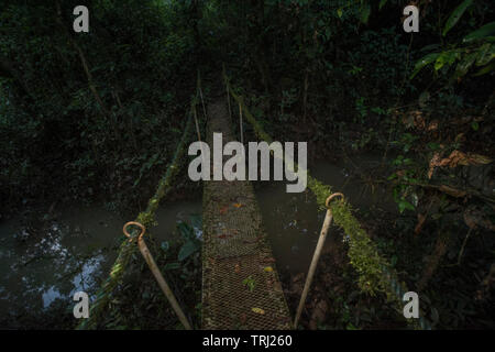 Un petit pont dans la forêt amazonienne, menant sur un canal, et recouverts de mousse et d'épiphytes. Banque D'Images