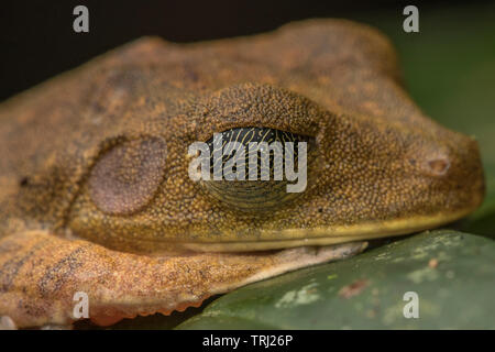 Une carte (treefrog Boana geographica) avec ses yeux fermés montrant le motif sur sa paupière ou membrane nictitante. Dans le parc national Yasuní. Banque D'Images