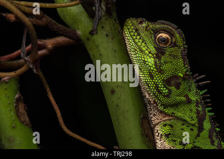 Une femelle lézard bois Amazon (Enyalioides laticeps) de la forêt amazonienne en parc national Yasuni, en Equateur. Banque D'Images