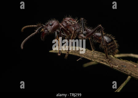 Une reine bullet ant (Paraponera clavata) est perché sur le bord d'une brindille dans la jungle équatorienne. Banque D'Images