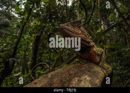 Un homme adulte (lézard en bois Amazon Enyalioides laticeps) perché sur une liane dans la forêt amazonienne en Parc national Yasuni, en Equateur. Banque D'Images