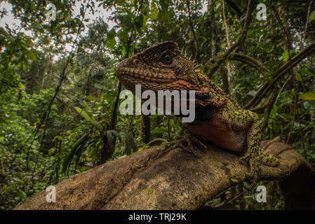 Un homme adulte (lézard en bois Amazon Enyalioides laticeps) perché sur une liane dans la forêt amazonienne en Parc national Yasuni, en Equateur. Banque D'Images