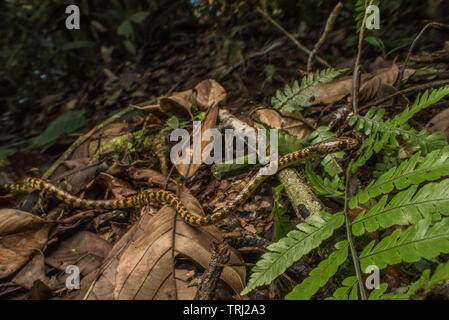 A Panama repéré (Siphlophis cervinus de nuit) est un serpent rare qui peut être trouvé dans les jungles du Panama jusqu'au sud du Pérou. Banque D'Images