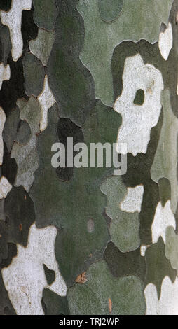 Gros plan du tronc de l'arbre de modèle. Banque D'Images