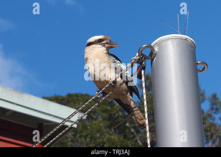 Oiseaux kookaburra urbain perché sur métal post côté fil profile Banque D'Images