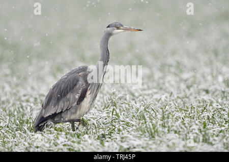 Héron cendré Ardea cinerea Graureiher ( / ) en se promenant dans un champ couvert de neige du blé d'hiver, des chutes de neige importantes, a l'air drôle, la faune, l'Europe. Banque D'Images