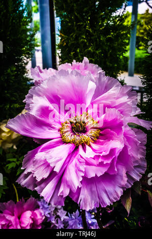 Singapour - 30 avril, 2019 : Entrée de la nouvelle attraction de Gardens By The Bay, floral fantaisie. Fantasy floral est la dernière attraction thématique à l'Ag Banque D'Images