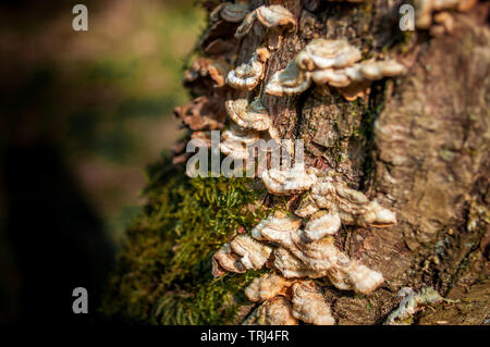 Gros plan du champignon et de la mousse sur un arbre de chêne dans le Northamptonshire UK. Banque D'Images