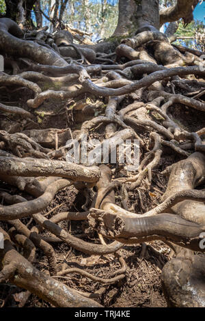 Les racines des arbres qui se croisent image prise à Kodaikanal tamilnadu Inde. Banque D'Images