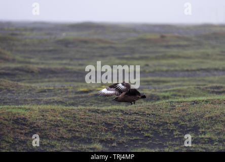 Flying grand labbe (Stercorarius skua) Jokulsarlon, Islande Banque D'Images