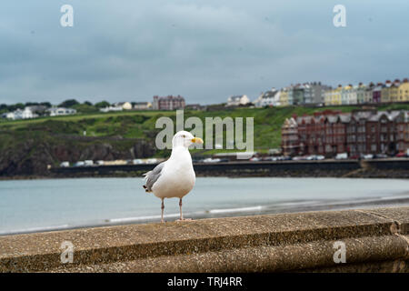 Goéland argenté (Mouette) sur le mur du port, port de Peel, Peel, Isle of Man, Royaume-Uni Banque D'Images