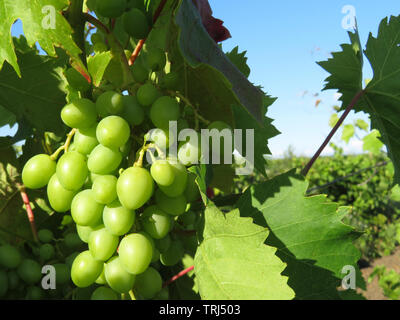 Vignoble en été, grappes de raisin vert blanc sur fond de ciel bleu. Paysage rural avec cerneaux de grapevine, concept de vinification Banque D'Images