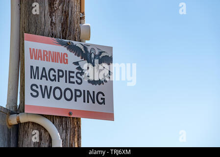 Un signe d'avertissement à proximité. oiseaux Magpie swooping Les Pies mâles australienne (Gymnorhina tibicen) sera souvent seul coup sur passants pour protéger leur nid Banque D'Images