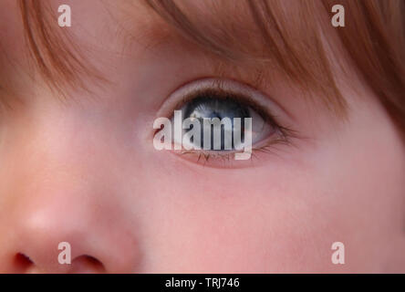 Close Up Of A Big Blue Baby's Eye Banque D'Images