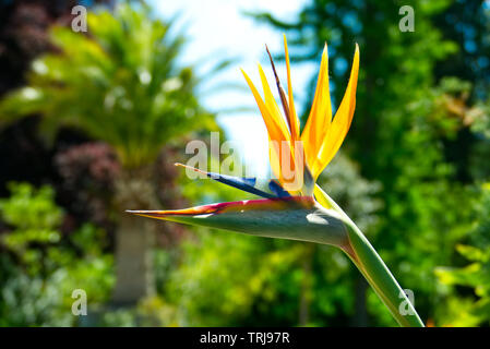 Libre d'une belle et lumineuse Fleur de Strelitzia reginae (grue) avec des palmiers à l'arrière-plan Banque D'Images
