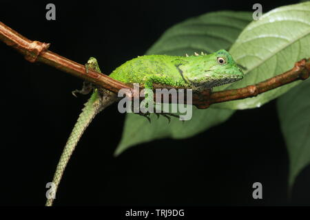 Phoxophrys cephalum, Bornéo Banque D'Images