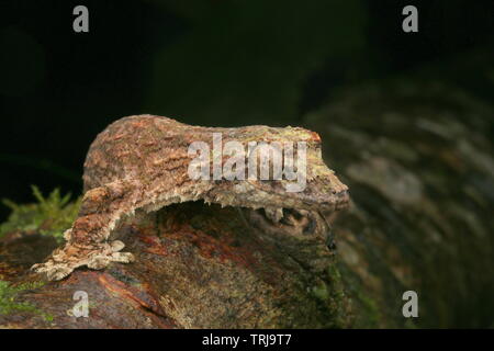 Sabah Flying Gecko, Gecko Volant Banque D'Images