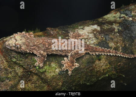 Sabah Flying Gecko, Gecko Volant Banque D'Images