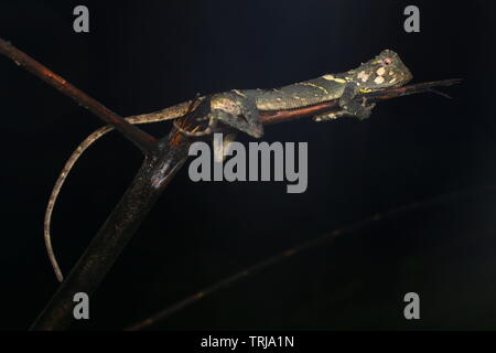 Phoxophrys cephalum, Bornéo Banque D'Images