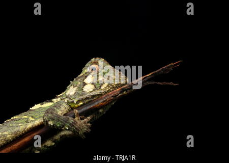 Phoxophrys cephalum, Bornéo Banque D'Images