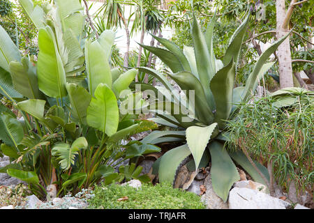 MONTE CARLO, MONACO - le 20 août 2016 : Le jardin exotique, grandes plantes tropicales dans une journée d'été à Monte Carlo, Monaco. Banque D'Images