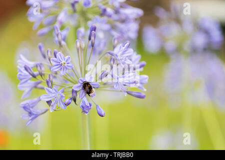 Bourdon la collecte du pollen de l'Agapanthus, Crawley, West Sussex Banque D'Images