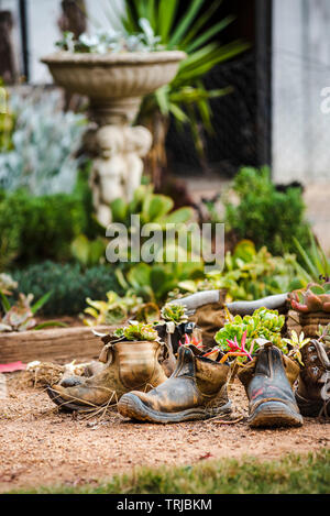 Vieilles chaussures remplies de plantes dans un jardin Banque D'Images