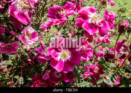 Burnett rose, Rosa Spinosissima William III, violet rose Banque D'Images