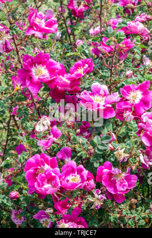 Burnett rose, Rosa Spinosissima William III, violet rose Banque D'Images