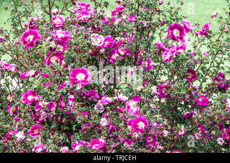 Rose de Burnett, Rosa spinosissima William III, arbuste pourpre rose pourpre rose jardin Banque D'Images