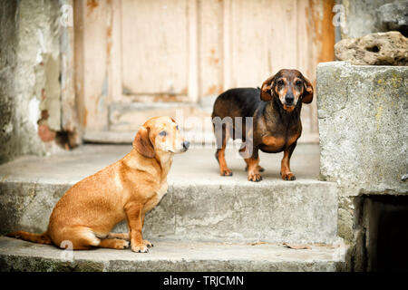 Deux petits chiens mignons et tristes sur les escaliers devant la maison démolissée, abandonnée, espérant encore que leurs anciens propriétaires reviennent pour eux Banque D'Images