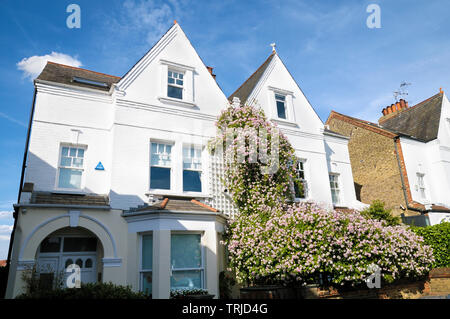 Une période semi-detached house avec une belle cascade de roses roses, London, England, UK Banque D'Images