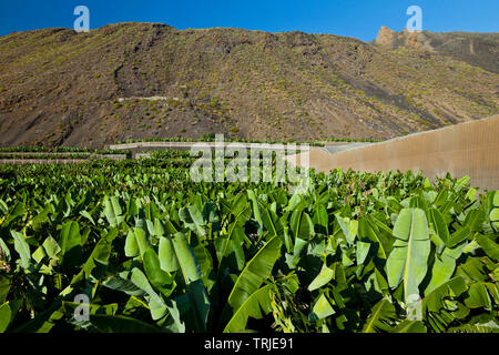 Cultivos de plataneras in ladera del volcán San Antonio. Caserío Los Quemados. Pueblo Fuencaliente. Isla La Palma. Provincia de Santa Cruz. Islas Canaria Banque D'Images