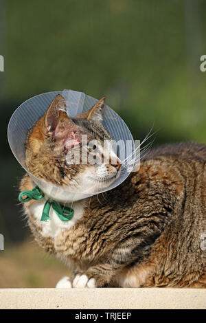 Abces Du Cou Photo Stock Alamy