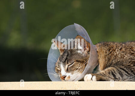 Chat malade. Cat portant un collier protecteur buster (aussi connu comme un collier élisabéthain) pour la protéger des rayures la plaie après l'opération Banque D'Images
