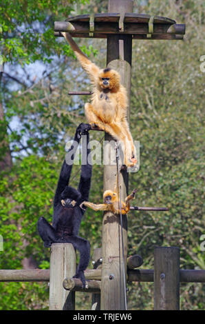 Famille de singe gibbon main blanche Banque D'Images