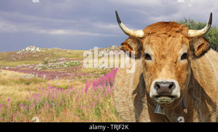 Le Français vache Aubrac avec Bell. Auvergne, France, Europe Banque D'Images