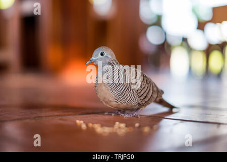 Close-up Pigeon connaissent bien un grain d'alimentation la nourriture sur marbre Banque D'Images