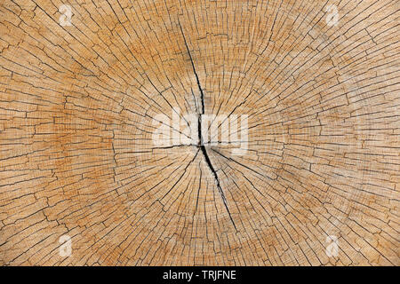 De texture arbre fraîchement coupé. L'article de vieux tronc avec anneaux annuels. Résumé Fond en bois. Vieux tronc d'arbre, fissurée, la section bois Banque D'Images