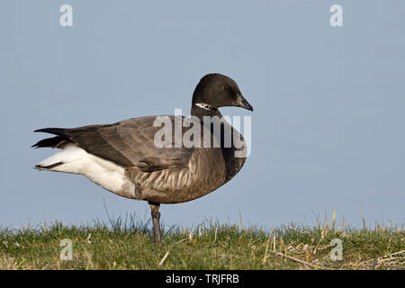 / Ringelgans Brent Goose (Branta bernicla) ( ), des profils, Nice et détaillée Vue de côté, la faune, les Pays-Bas, l'Europe. Banque D'Images