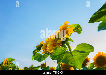 Les tournesols dans la vallée de la Dordogne France Banque D'Images