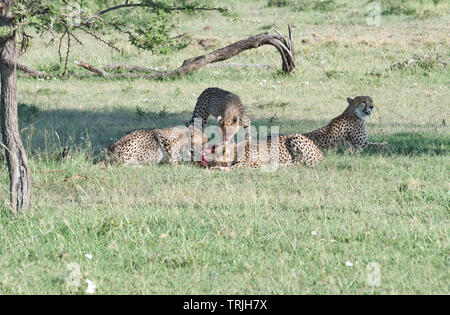 Trois jeunes guépards (Acinonyx jubatus) fête sur la gazelle de Thomson a pris par leur mère. Banque D'Images