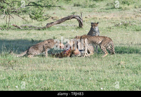 Une femelle Guépard (Acinonyx jubatus) observe tandis que ses trois oursons manger une gazelle de Thomson elle a pris Banque D'Images