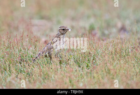 (Woodlark Lullula arborea) sur le terrain de recherche de nourriture Banque D'Images