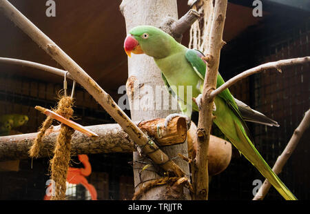 Le Zoo de Dubai, UAE - 1 septembre 2017 : Green Parrot sitting on tree Banque D'Images