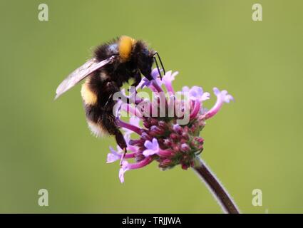 Nectar d'Abeille sur verbena bonariensis Banque D'Images