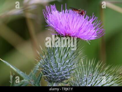 Chardon écossais en fleur avec de la marmelade hover fly se nourrissant de nectar Banque D'Images