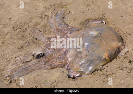 Le corps mort, méduses Rhizostoma pulmo, rejetées sur la plage de Weymouth, Dorset UK en juin. Baril jelly fish. Banque D'Images
