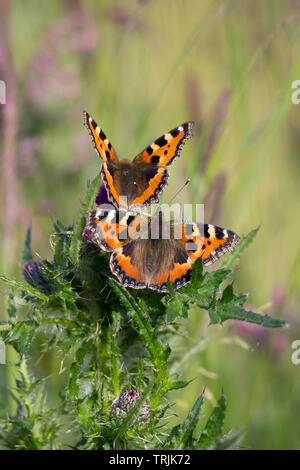 Gros plan détaillé d'une paire de petits papillons de Tortoiseshell (Aglais urticaire) ensemble dans un habitat extérieur de campagne britannique, sur une plante de chardon. Banque D'Images